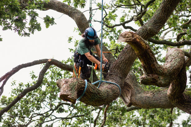  , USA Tree Removal Services Pros